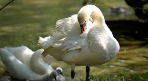 Abbotsbury Swannery Dorset