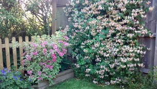 Belview Cottage Dorset - garden detail
